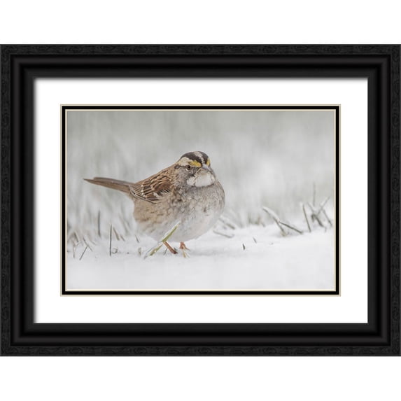 Jones, Adam 14x11 Black Ornate Wood Framed with Double Matting Museum Art Print Titled - White-throated sparrow on the ground feeding in snow