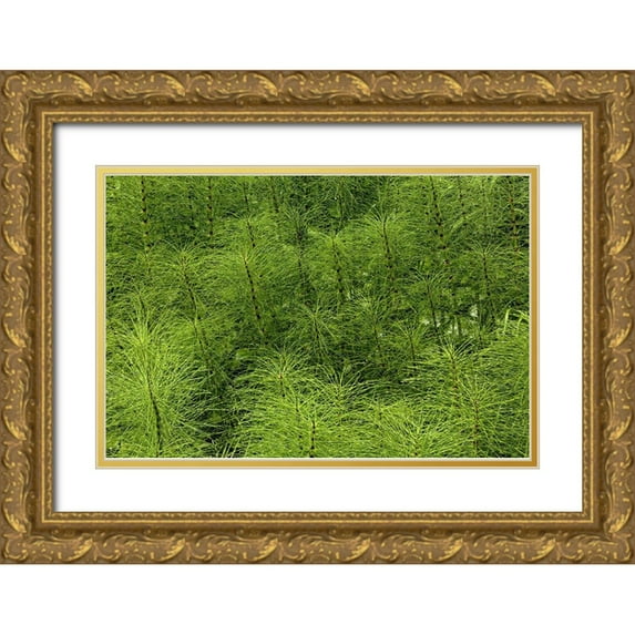 Jones, Adam 14x11 Gold Ornate Wood Framed with Double Matting Museum Art Print Titled - Horsetail ferns-Hoh Rainforest-Olympic National Park-Washington State