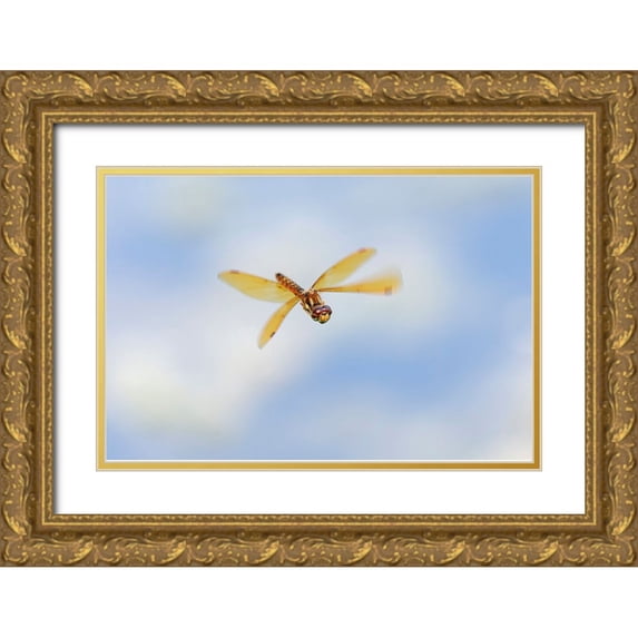 Jones, Adam 14x11 Gold Ornate Wood Framed with Double Matting Museum Art Print Titled - Band-winged meadowhawk flying