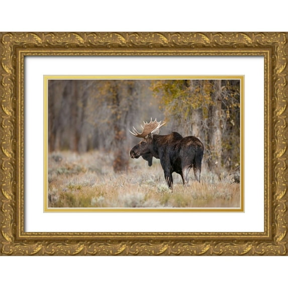 Jones, Adam 14x11 Gold Ornate Wood Framed with Double Matting Museum Art Print Titled - Bull moose-Grand Teton National Park-Wyoming