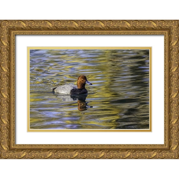 Jones, Adam 14x11 Gold Ornate Wood Framed with Double Matting Museum Art Print Titled - Duck swimming in autumn water