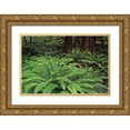 thumbnail image 1 of Jones, Adam 14x11 Gold Ornate Wood Framed with Double Matting Museum Art Print Titled - Ferns-Hoh Rainforest-Olympic National Park-Washington State, 1 of 4