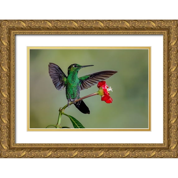 Jones, Adam 14x11 Gold Ornate Wood Framed with Double Matting Museum Art Print Titled - Green Crowned Brilliant hummingbird-Costa Rica
