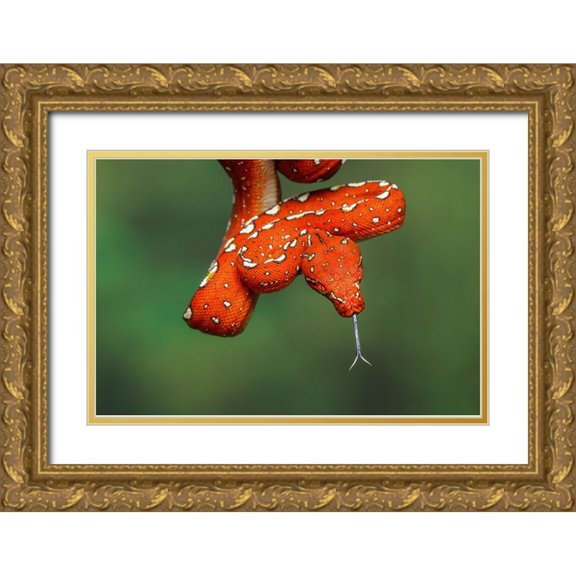 Jones, Adam 14x11 Gold Ornate Wood Framed with Double Matting Museum Art Print Titled - Juvenile Green tree python