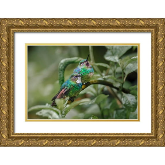 Jones, Adam 14x11 Gold Ornate Wood Framed with Double Matting Museum Art Print Titled - Pair of Green-crowned brilliant-Ecuador