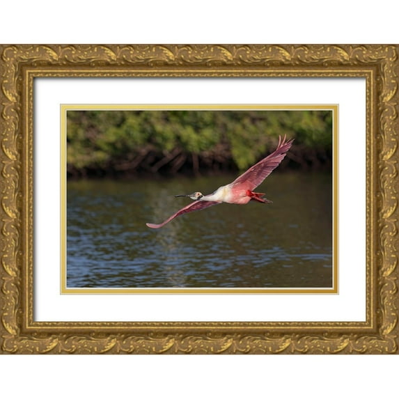 Jones, Adam 14x11 Gold Ornate Wood Framed with Double Matting Museum Art Print Titled - Roseate spoonbill flying-Stick Marsh-Florida