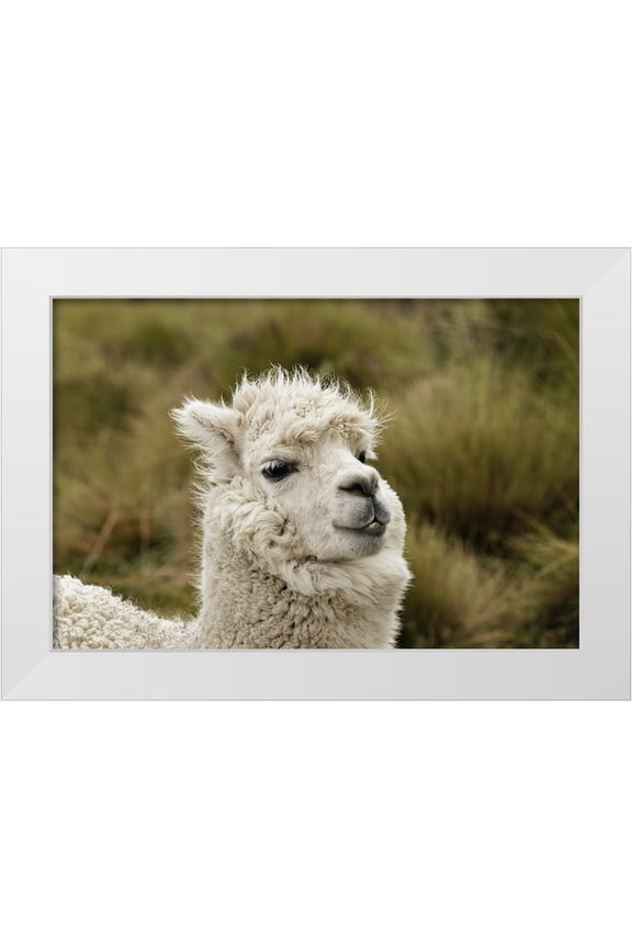 Jones, Adam 14x11 White Modern Wood Framed Museum Art Print Titled - Alpaca-Antisana Ecological Reserve-Ecuador