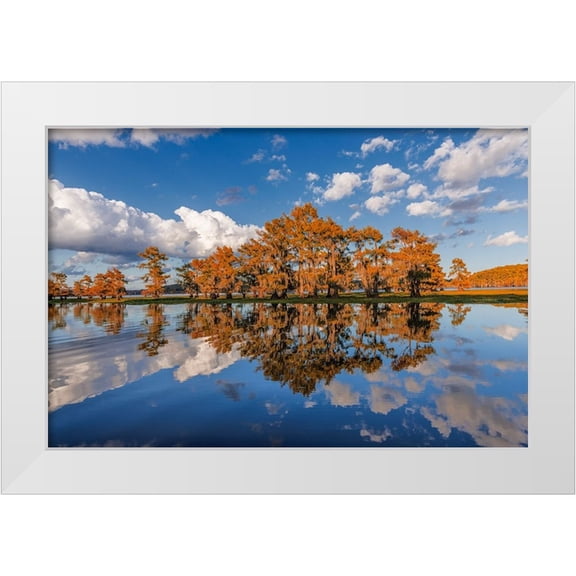 Jones, Adam 14x11 White Modern Wood Framed Museum Art Print Titled - Bald cypress trees in autumn reflected on lake Caddo Lake-Uncertain-Texas