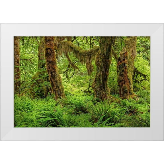 Jones, Adam 14x11 White Modern Wood Framed Museum Art Print Titled - Big Leaf Maple tree draped with Club Moss-Hoh Rainforest-Olympic National Park-Washington State
