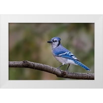 Jones, Adam 14x11 White Modern Wood Framed Museum Art Print Titled - Blue jay in autumn-Kentucky