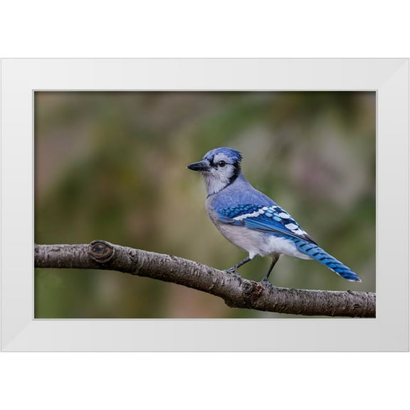 Jones, Adam 14x11 White Modern Wood Framed Museum Art Print Titled - Blue jay in autumn-Kentucky