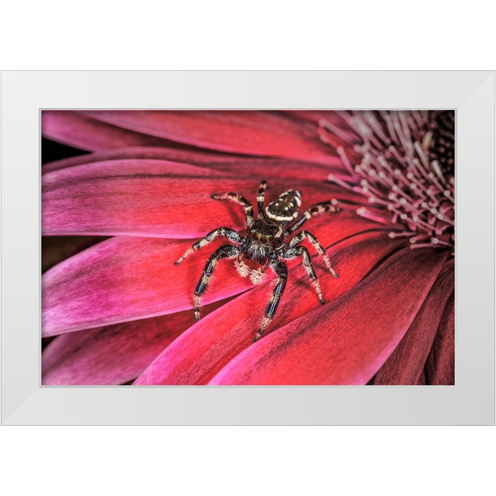 Jones, Adam 14x11 White Modern Wood Framed Museum Art Print Titled - Bold Jumping spider
