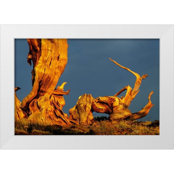 Jones, Adam 14x11 White Modern Wood Framed Museum Art Print Titled - Bristlecone pine at sunset-White Mountains-Inyo National Forest-California