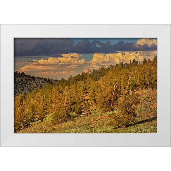 Jones, Adam 14x11 White Modern Wood Framed Museum Art Print Titled - Bristlecone pine forest at sunset-White Mountains-Inyo National Forest-California