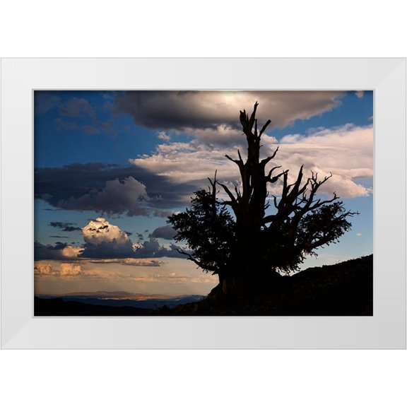 Jones, Adam 14x11 White Modern Wood Framed Museum Art Print Titled - Bristlecone pine silhouetted at sunset-White Mountains-Inyo National Forest-California