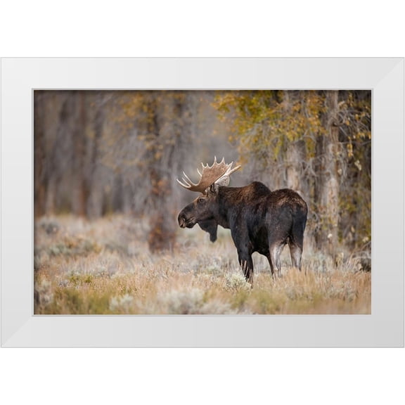Jones, Adam 14x11 White Modern Wood Framed Museum Art Print Titled - Bull moose-Grand Teton National Park-Wyoming