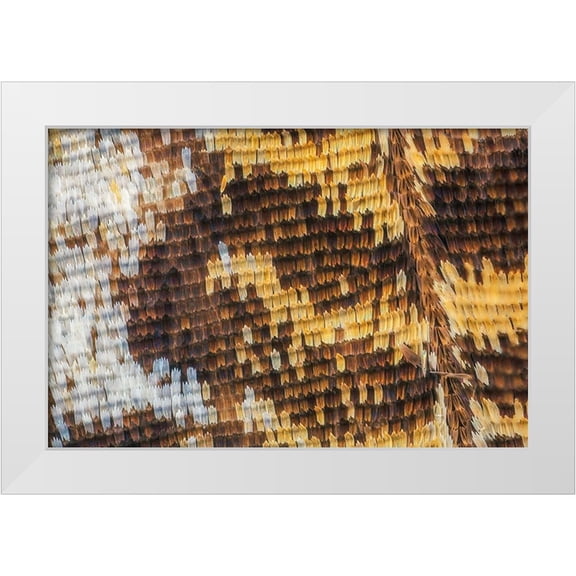Jones, Adam 14x11 White Modern Wood Framed Museum Art Print Titled - Close-up of butterfly wing scales