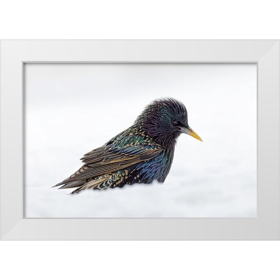 Jones, Adam 14x11 White Modern Wood Framed Museum Art Print Titled - Common starling-foraging in snow-non native US species