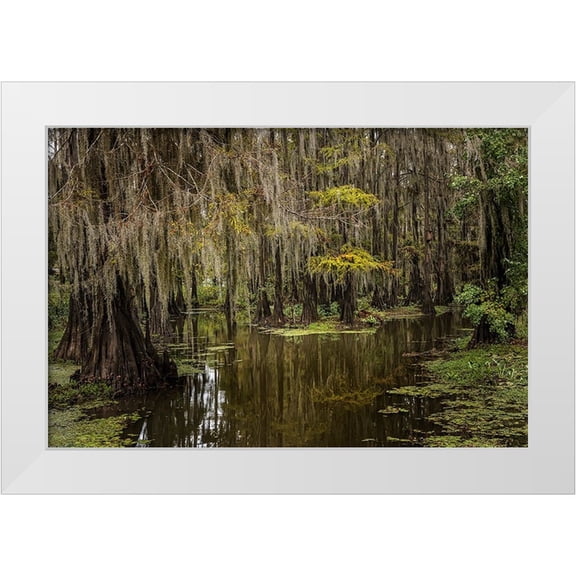 Jones, Adam 14x11 White Modern Wood Framed Museum Art Print Titled - Cypress trees and Spanish moss lining shoreline of Caddo Lake-Uncertain-Texas