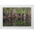 thumbnail image 1 of Jones, Adam 14x11 White Modern Wood Framed Museum Art Print Titled - Early spring view of cypress trees reflecting on blackwater area of St Johns River-central Florida, 1 of 4
