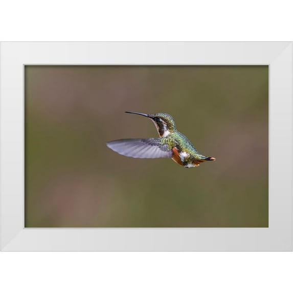 Jones, Adam 14x11 White Modern Wood Framed Museum Art Print Titled - Female Purple-throated Woodstar-Ecuador