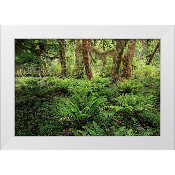 Jones, Adam 14x11 White Modern Wood Framed Museum Art Print Titled - Ferns and Big Leaf Maple tree draped with Club Moss-Hoh Rainforest-Olympic National Park