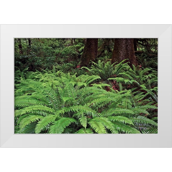 Jones, Adam 14x11 White Modern Wood Framed Museum Art Print Titled - Ferns-Hoh Rainforest-Olympic National Park-Washington State