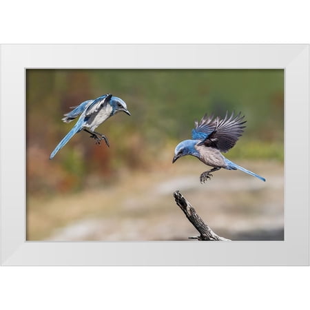 Jones, Adam 14x11 White Modern Wood Framed Museum Art Print Titled - Florida scrub jay-Merritt Island National Wildlife Refuge-Florida