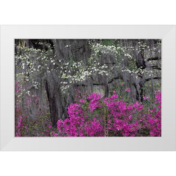 Jones, Adam 14x11 White Modern Wood Framed Museum Art Print Titled - Flowering dogwood trees and azaleas in full bloom in spring-Bonaventure Cemetery-Savannah-Georgia