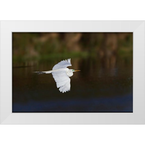 Jones, Adam 14x11 White Modern Wood Framed Museum Art Print Titled - Great egret flying Venice rookery-Venice-Florida