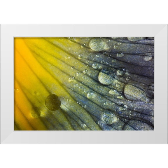 Jones, Adam 14x11 White Modern Wood Framed Museum Art Print Titled - Iris petal with raindrops