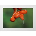 thumbnail image 1 of Jones, Adam 14x11 White Modern Wood Framed Museum Art Print Titled - Juvenile Green tree python, 1 of 4