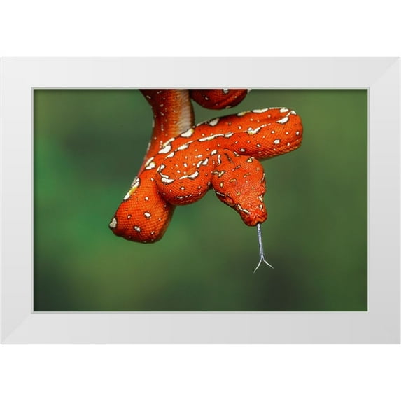 Jones, Adam 14x11 White Modern Wood Framed Museum Art Print Titled - Juvenile Green tree python