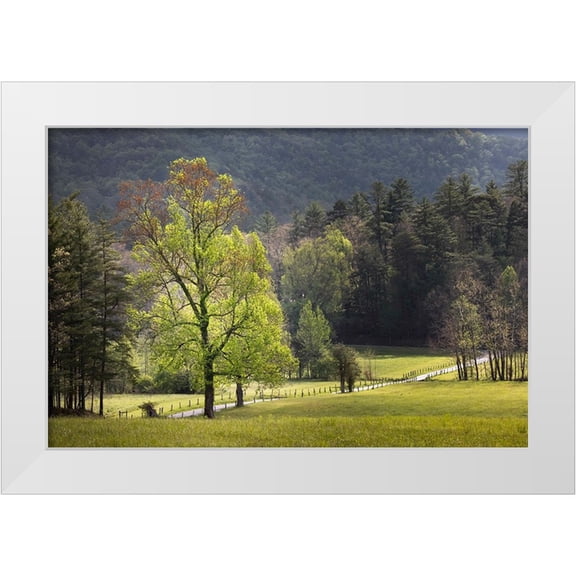 Jones, Adam 14x11 White Modern Wood Framed Museum Art Print Titled - Loop road through Cades Cove passing beneath trees-Great Smoky Mountains National Park
