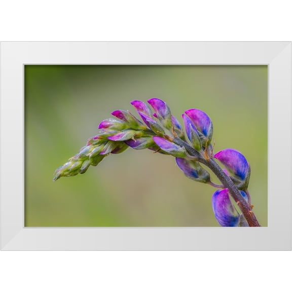 Jones, Adam 14x11 White Modern Wood Framed Museum Art Print Titled - Lupine flower opening up-Olympic National Park-Washington State