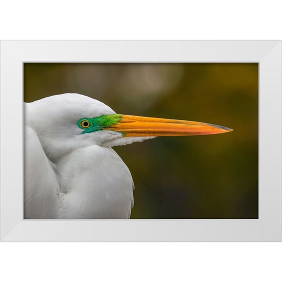 Jones, Adam 14x11 White Modern Wood Framed Museum Art Print Titled - Male Great egret in breeding plumage-Merritt Island National Wildlife Refuge-Florida