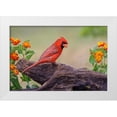 thumbnail image 1 of Jones, Adam 14x11 White Modern Wood Framed Museum Art Print Titled - Male cardinal and flowers-Rio Grande Valley-Texas, 1 of 4