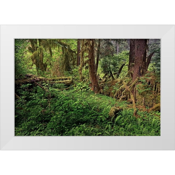 Jones, Adam 14x11 White Modern Wood Framed Museum Art Print Titled - Nurse log and Big Leaf Maple tree draped with Club Moss-Hoh Rainforest-Olympic National Park