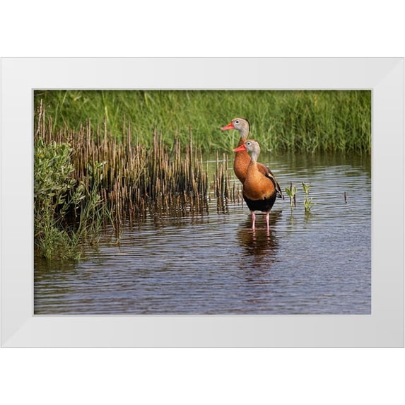 Jones, Adam 14x11 White Modern Wood Framed Museum Art Print Titled - Pair of Black-bellied whistling ducks-South Padre Island