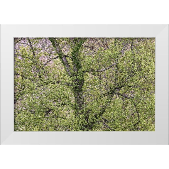 Jones, Adam 14x11 White Modern Wood Framed Museum Art Print Titled - Pattern of spring leaves and tree branches-Cades Cove-Great Smoky Mountains National Park-Tennessee