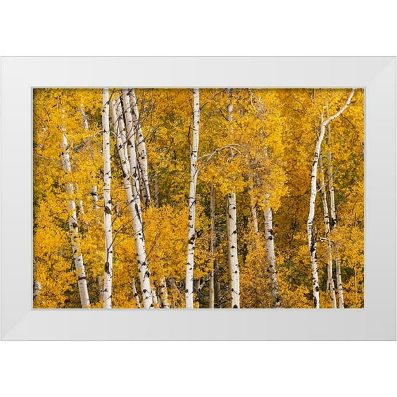 Jones, Adam 14x11 White Modern Wood Framed Museum Art Print Titled - Pattern of white tree trunks among golden aspen leaves-Grand Teton National Park-Wyoming