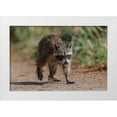 thumbnail image 1 of Jones, Adam 14x11 White Modern Wood Framed Museum Art Print Titled - Raccoon walking-Circle B Ranch-Florida, 1 of 4