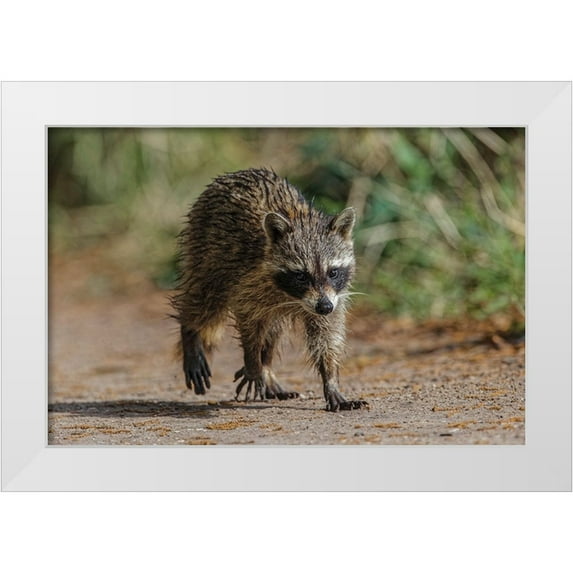 Jones, Adam 14x11 White Modern Wood Framed Museum Art Print Titled - Raccoon walking-Circle B Ranch-Florida