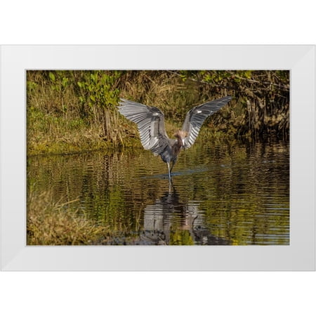 Jones, Adam 14x11 White Modern Wood Framed Museum Art Print Titled - Reddish egret fishing-Merritt Island National Wildlife Refuge-Florida