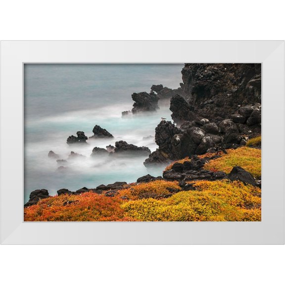 Jones, Adam 14x11 White Modern Wood Framed Museum Art Print Titled - Rocky shoreline covered in Sesuvium-South Plaza Island-Galapagos Islands-Ecuador
