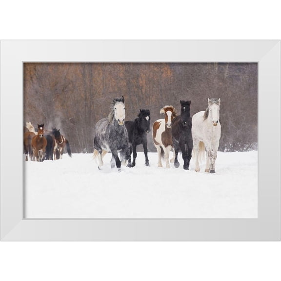 Jones, Adam 14x11 White Modern Wood Framed Museum Art Print Titled - Rodeo horses running during winter roundup-Kalispell-Montana