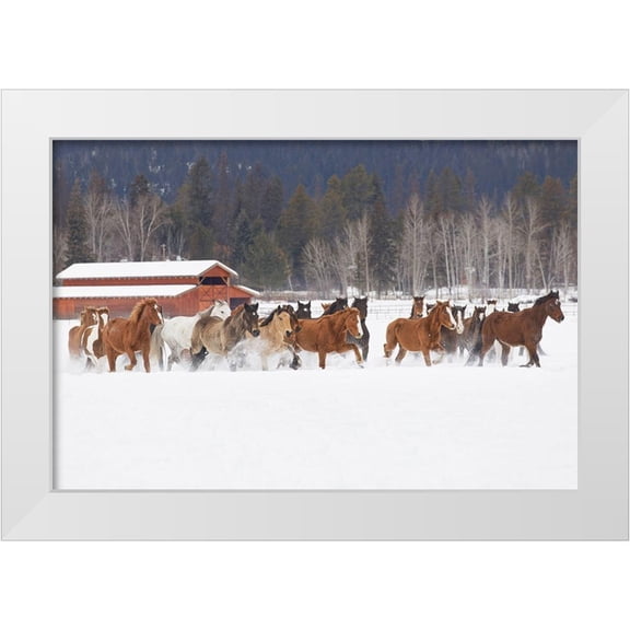 Jones, Adam 14x11 White Modern Wood Framed Museum Art Print Titled - Rodeo horses running during winter roundup-Kalispell-Montana