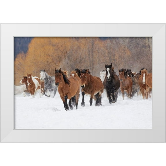 Jones, Adam 14x11 White Modern Wood Framed Museum Art Print Titled - Rodeo horses running during winter roundup-Kalispell-Montana