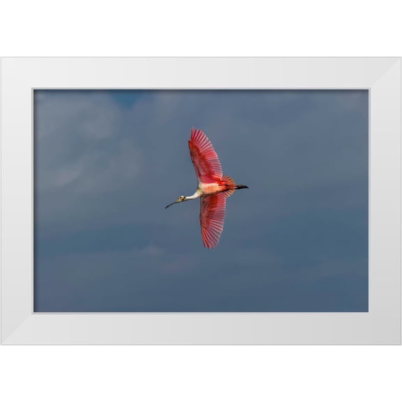 Jones, Adam 14x11 White Modern Wood Framed Museum Art Print Titled - Roseate spoonbill flying-Merritt Island National Wildlife Refuge-Florida