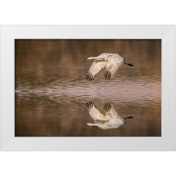 Jones, Adam 14x11 White Modern Wood Framed Museum Art Print Titled - Sandhill crane flying Bosque del Apache National Wildlife Refuge-New Mexico